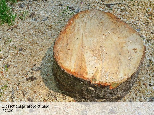 Dessouchage arbre et haie  bois-le-roi-27220 DB Création parc et jardin