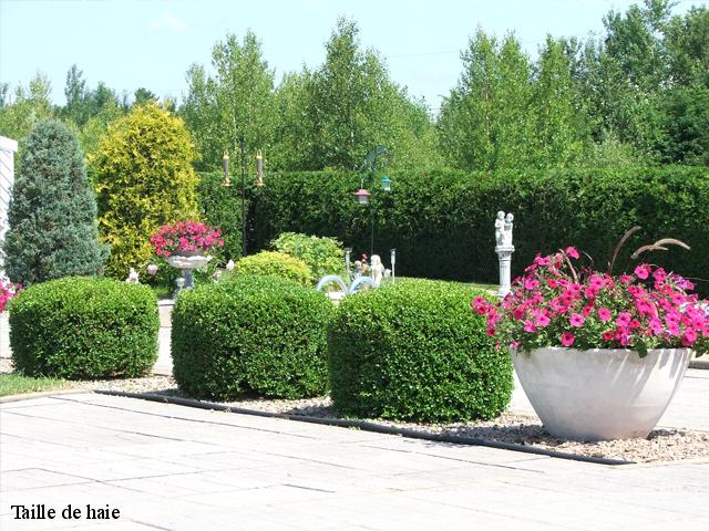 Taille de haie  amfreville-la-campagne-27370 DB Création parc et jardin