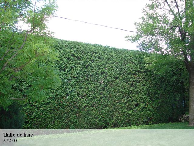 Taille de haie  bois-arnault-27250 DB Création parc et jardin