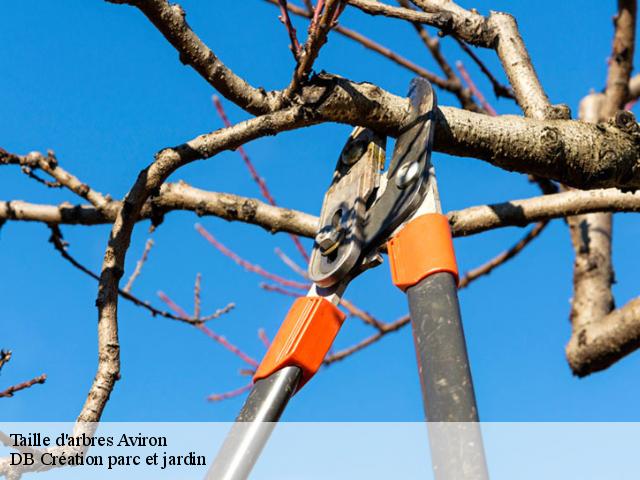 Taille d'arbres  aviron-27930 DB Création parc et jardin