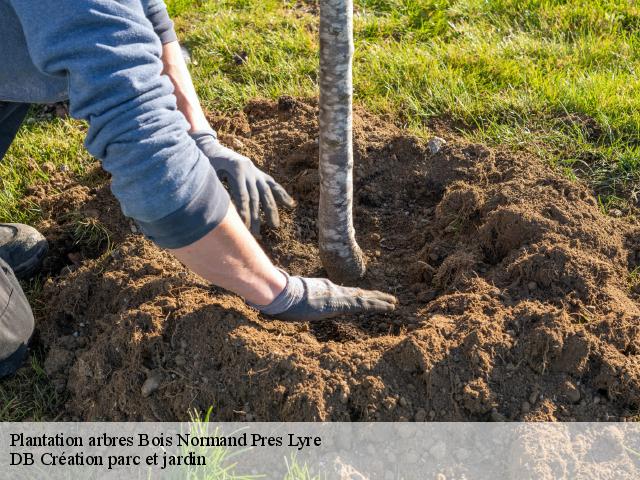 Plantation arbres  bois-normand-pres-lyre-27330 DB Création parc et jardin