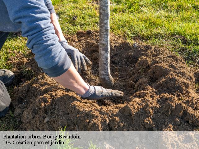 Plantation arbres  bourg-beaudoin-27380 DB Création parc et jardin