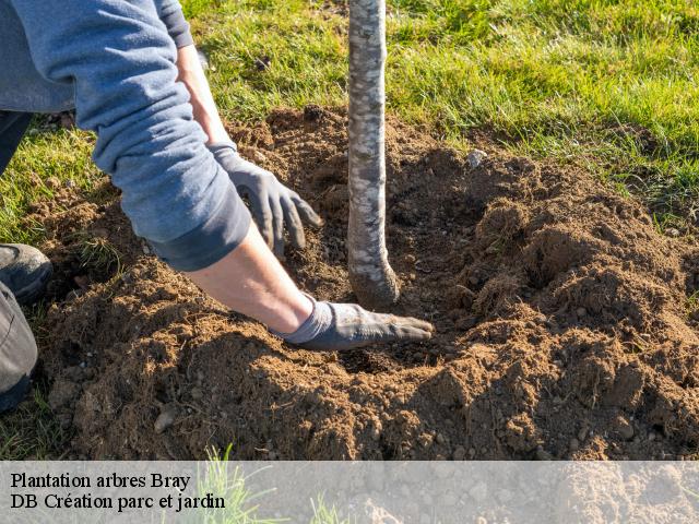 Plantation arbres  bray-27170 DB Création parc et jardin